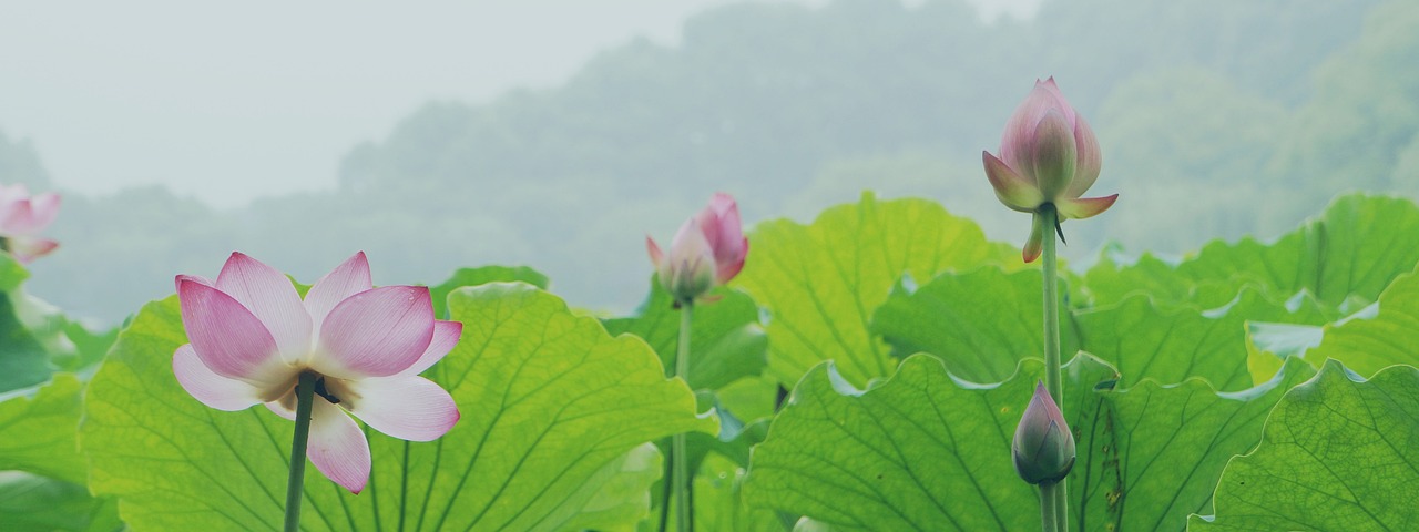 복부거상수술비용